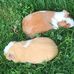 Sam Westendorf - Facebook