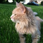 Sam Wheat - @wheatissam - Instagram