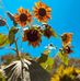 Samantha Wiley - Facebook