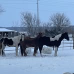 Sam Williams - Facebook