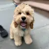 Samwise - @samwisethecockapoo - TikTok