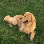 Sam Wyrick - @sammygoldenbuddy - Instagram