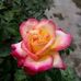 Sam Yu - Facebook