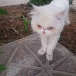 Saman - @samanarbabi90 - Instagram