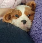 Samantha Braid - Facebook