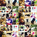 Samantha Britton - @the_rastrick_zoo - Instagram