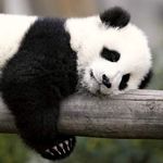 Samantha Capps - @pandalover4407 - Instagram