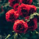 Samantha Cavanaugh - @samantha.cavanaugh.334 - Instagram