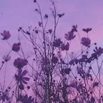 Samantha Kim Corbett - Facebook