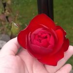 Samantha Dibble - @sammi_dibble - Instagram
