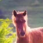 Samantha Dibble - @horse_riding_pics - Instagram
