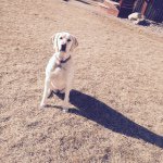 Samantha Dirks - @sam_dirks - Instagram