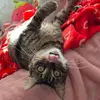 Samantha Hackett - @samantha.hackett7 - TikTok