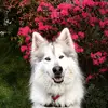 Samantha Hoffmann - @thefurryfoster - TikTok