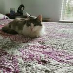 Samantha Pendleton - @purrtykitty42 - Instagram