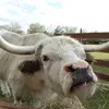 Samantha Pollack - @samanthapollack1 - TikTok
