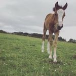 Samantha Shackleton - @samantha.shackleton - Instagram