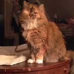 Samantha Sleeper - @oneeyedtilly - Instagram