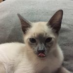 Samantha Snelling - @horatio_snelling - Instagram