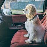 Samantha Spring - @springpawstraining - Instagram