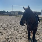 samantha spring - @samanthaann.eq - Instagram