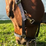 Samantha Testa - @samy_equitazione - Instagram