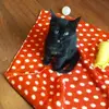 samanthatimms243 - @samanthatimms243 - TikTok