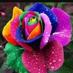 Samar Arafat - Facebook