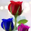 samar Arafat - @user2891972935094samar - TikTok