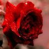 samar das - @samar.das91 - TikTok