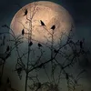 Samar Francis - @samar.francis - TikTok