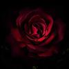 Samar Hammad - @samar.hammad3 - TikTok