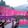 samar hashem - @samar.hashem8 - TikTok