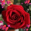 Samar Kassem - @samar.kassem3 - TikTok