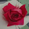 Samar Odeh - @samarodeh3 - TikTok