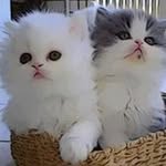 Laila - @samar__samara - Instagram