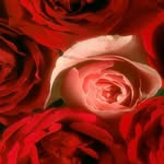 Samar Sukkar - @samar21011 - Instagram