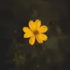 Samar Sukkar - @samarsukkar1 - TikTok