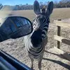 Samara Adkinson - @samara.adkinson - TikTok