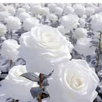 Samara Barajas - Facebook