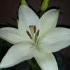Samara Cabrera - @samaracabrera4 - TikTok