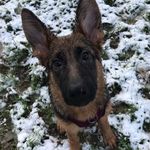 Samara Dixon - @samara_gsd - Instagram