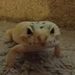 Samara Skye Kramer - @kramers_pets - Instagram