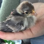 Samara Morrison - @southern4601 - Instagram