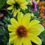 Samara Patel - @samarapatel843 - Instagram