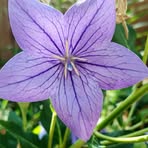Samara Phelps - Facebook