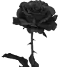 Samara Rose - @userzvg9eg1eur - TikTok