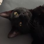 Peri - @petra_smola_but_still_samara - Instagram