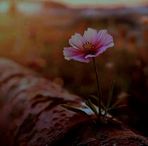 Sadun Samarakon - Facebook