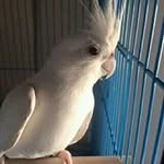 Sameer Merchant - @merchant8958 - Instagram